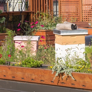 Green and Beekeeping roofs